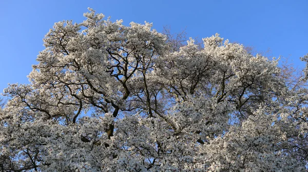 Närbild Bild Blommande Körsbärsträd Ljus Himmel — Stockfoto