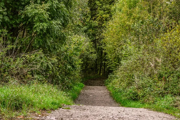 Yeşil Parktaki Ormana Giden Bir Yol — Stok fotoğraf