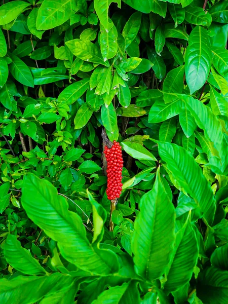 Arum Italicum Subsp Kırmızı Böğürtlen Ile Olgunlaşmış Kanaryalar Olgun Kırmızı — Stok fotoğraf