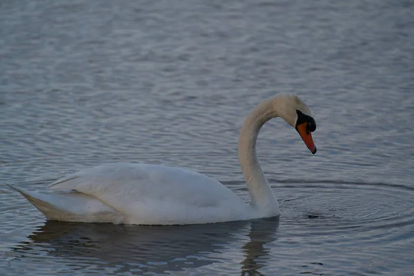 Tiro Perto Cisne Nadando Lago — Fotografia de Stock