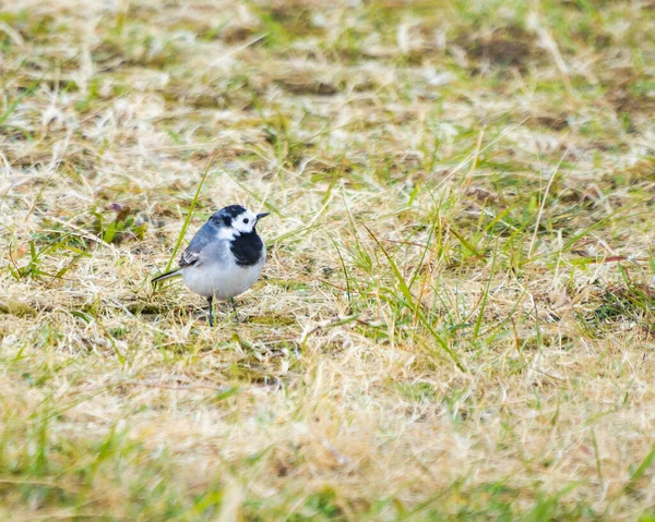 Une Queue Aigle Blanche Sur Herbe Sèche — Photo