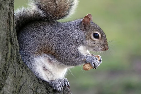 Nahaufnahme Eines Eichhörnchens Das Eine Nuss Frisst — Stockfoto