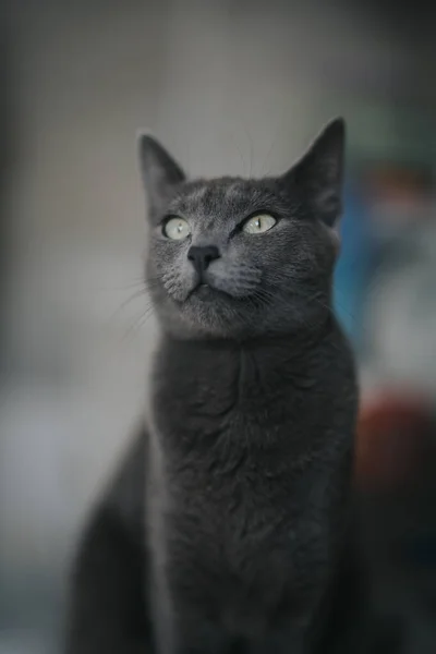 背景をぼかした黒いふわふわの猫の垂直ショット — ストック写真