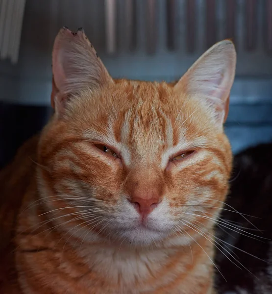 Egy Függőleges Felvétel Egy Cuki Vörös Macskáról — Stock Fotó