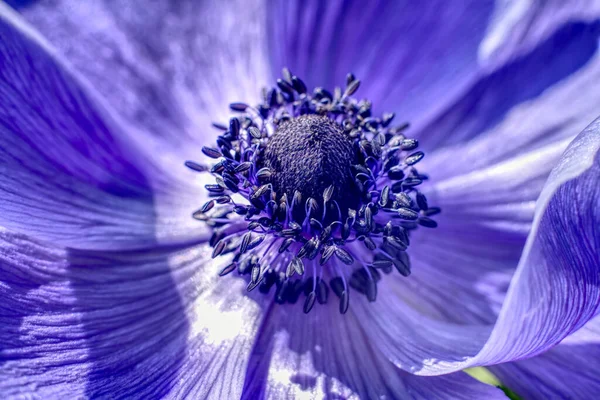 Detailní Záběr Krásné Fialové Mák Květiny — Stock fotografie