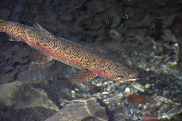 Närbild Karp Som Simmar Vattnet — Stockfoto