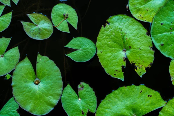 Acqua Verde Lillies Foglie Sul Laghetto Colpo Orizzontale — Foto Stock