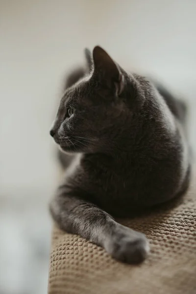 Yere Uzanmış Siyah Tüylü Bir Kedinin Dikey Görüntüsü — Stok fotoğraf