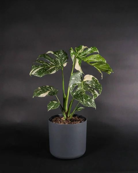 Plano Vertical Una Planta Flor Alocasia Creciendo Una Maceta Con — Foto de Stock