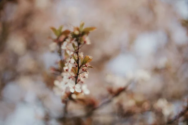 Eine Nahaufnahme Von Kirschblütenzweigen — Stockfoto