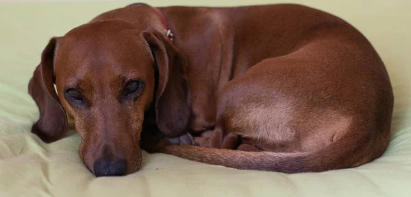 一只可爱的大山狗躺在床上 — 图库照片
