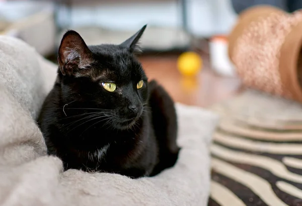 Een Selectieve Focus Shot Van Een Bazige Zwarte Kat Een — Stockfoto