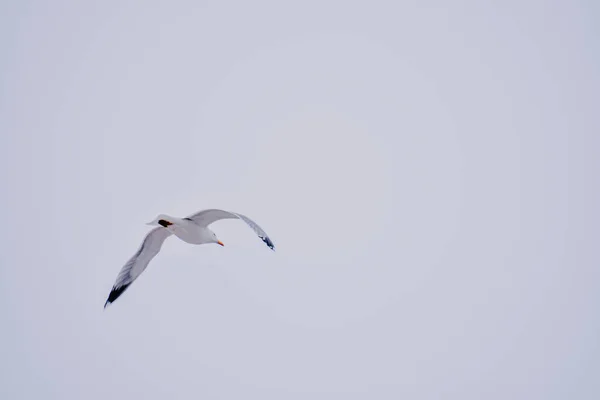 Eine Einzige Möwe Fliegt Weißen Himmel — Stockfoto