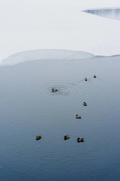 Tiro Vertical Patos Nadando Água Fria Inverno — Fotografia de Stock