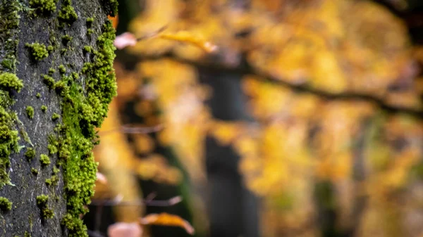 Detailní Záběr Mechu Kmeni Stromu — Stock fotografie