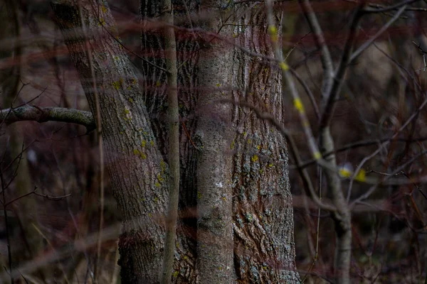 Primo Piano Tronchi Albero Rami — Foto Stock