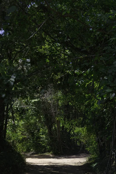 Vertical Shot Path Surrounded Tree Branches — Stock Photo, Image