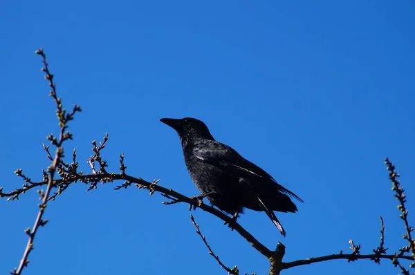 Raven Crow Gets Overview Garden Area — Stock Photo, Image