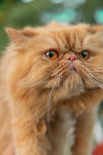一只可爱的生姜波斯猫的垂直镜头 — 图库照片