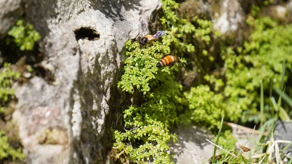 Nahaufnahme Einer Wespe Die Laubnähe Fliegt — Stockfoto