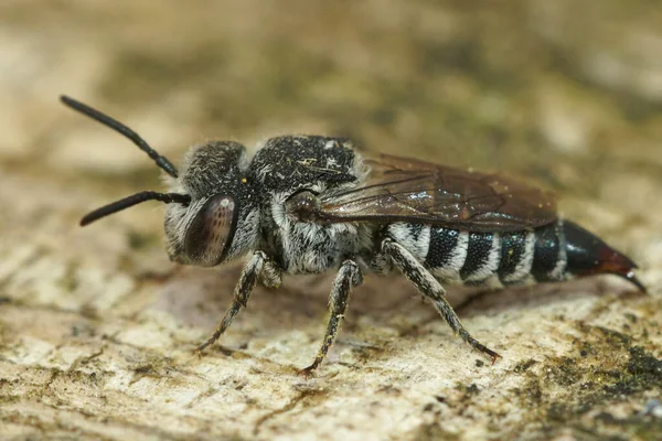 メスのクリープトップサイトのクローズアップシャープな腹部 シャープな腹の蜂 Coelioxys Acanthura — ストック写真