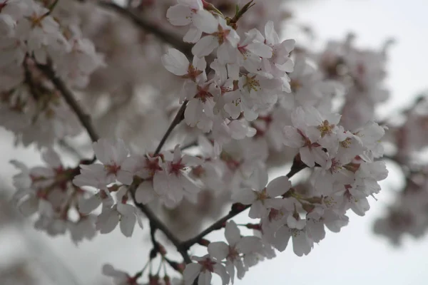 Tiro Escala Cinza Close Uma Bela Flor Cereja Florescendo Sakura — Fotografia de Stock