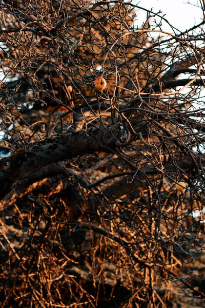 Eine Vertikale Aufnahme Von Bäumen Mit Getrockneten Ästen Einem Wald — Stockfoto