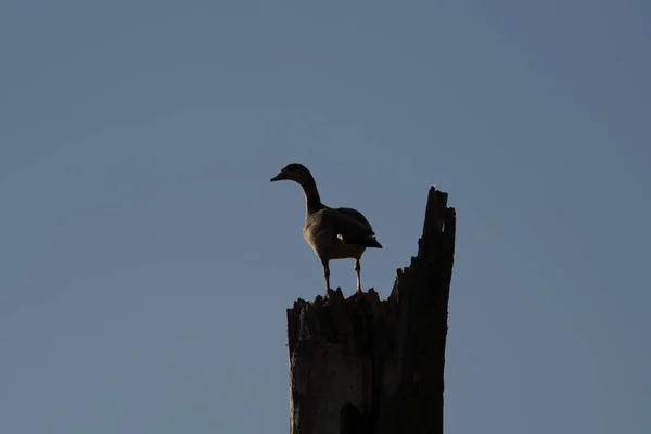 Egyptian Goose Perched Broken Tree Trunk — Stock Photo, Image