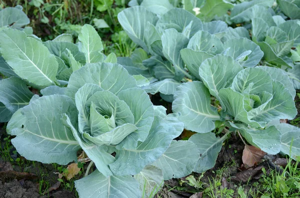 Campo Agrícola Cosechado Con Planta Col Verde Madura Plántulas Soleadas —  Fotos de Stock