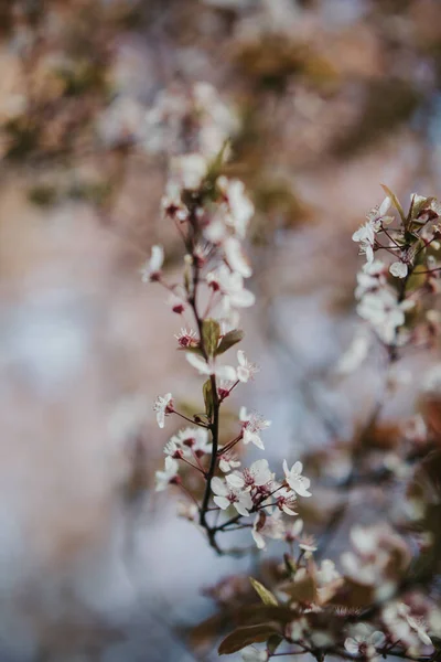 Ein Vertikaler Schuss Weißer Blüten Auf Einem Ast — Stockfoto