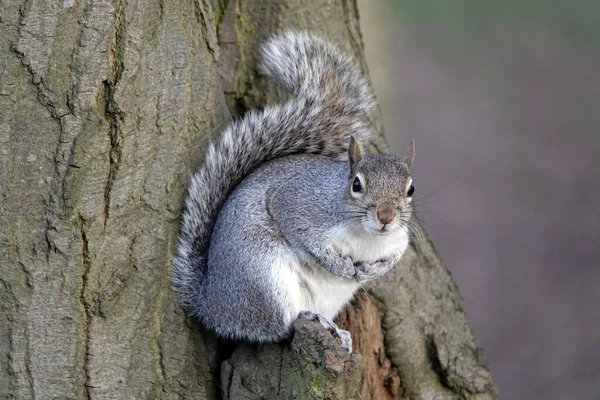 Closeup Shot Small Squirrel Tree — Stock Photo, Image