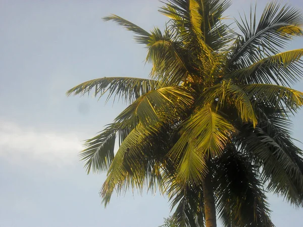 Крупный План Растущей Пальмы Тропическом Ландшафте Облачным Небом — стоковое фото