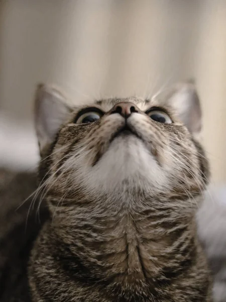 Closeup Shot Gray Striped Cute Cat — Stock Photo, Image