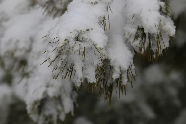 Karla Kaplı Çam Dallarının Seçici Odak Noktası — Stok fotoğraf
