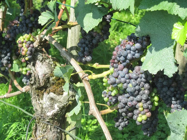 瑞士图尔高弗劳恩菲尔德附近赫德恩葡萄藤上的成熟葡萄 罗马时代以来的传统葡萄酒种植区 — 图库照片