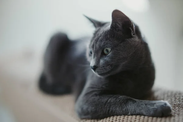 Egy Közeli Kép Egy Fekete Bolyhos Macskáról Földön Feküdt — Stock Fotó