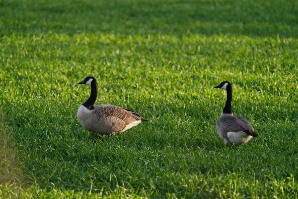 Twee Canadese Ganzen Lopen Een Weiland — Stockfoto