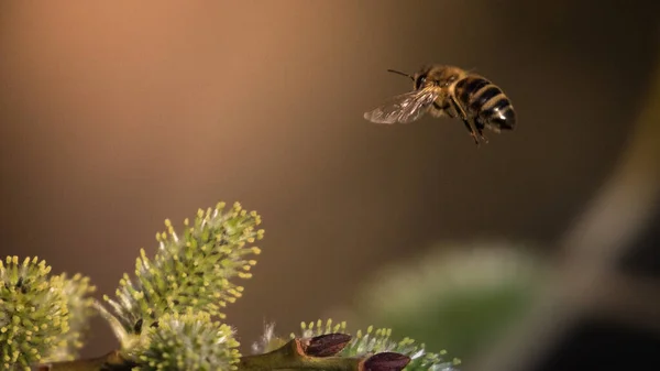 Een Close Shot Van Een Kleine Wesp Vliegen Buurt Van — Stockfoto