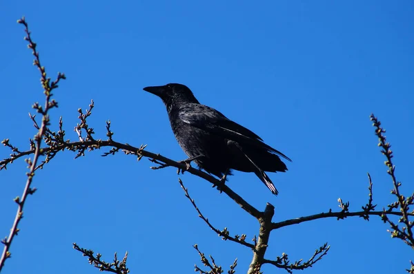 Korp Kråka Får Översikt Trädgård — Stockfoto