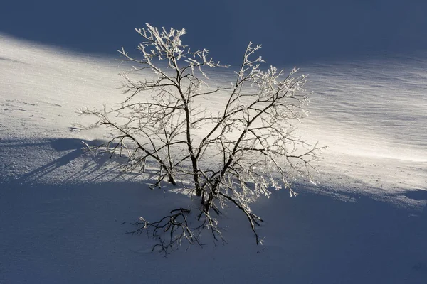 法国奥弗涅 阿尔卑斯省佩多姆省Sancy Massif的冰雪覆盖的树木 — 图库照片