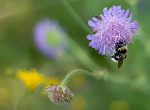 Selective Focus Shot Bumblebee Flower — Stock Photo, Image