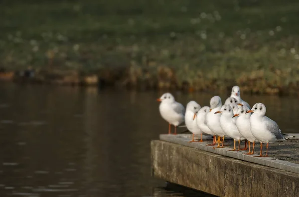 Selective Focus Shot Seagulls Perched Viewing Deck Shore — Stock Photo, Image