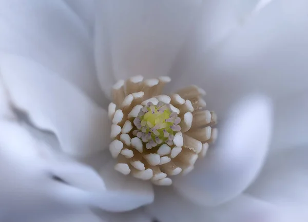 Macroplano Una Flor Blanca —  Fotos de Stock