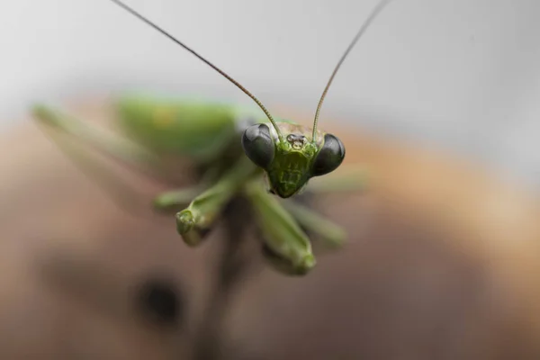 Hmyz Makro Tváře Zelené Kudlanky Nábožné Horizontální Foto — Stock fotografie
