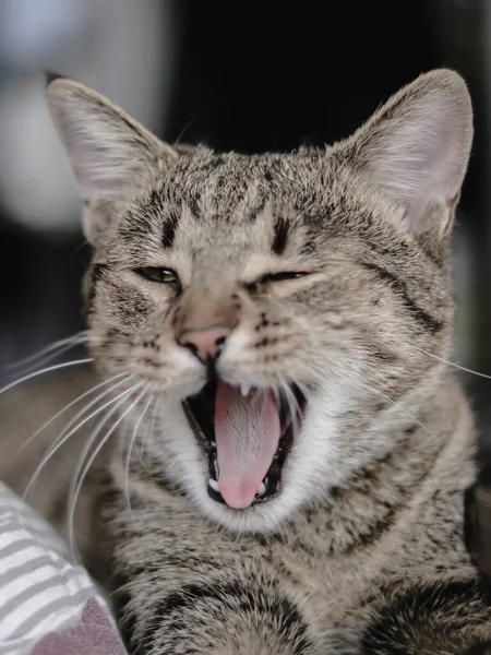 Eine Nahaufnahme Einer Grau Gestreiften Niedlichen Katze — Stockfoto