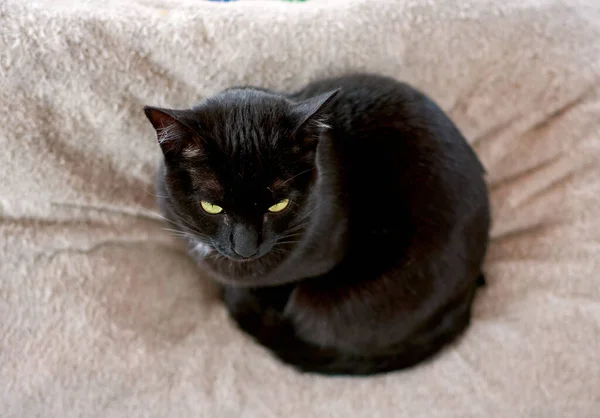 고양이의 고양이의 포커스 예퍼에 — 스톡 사진