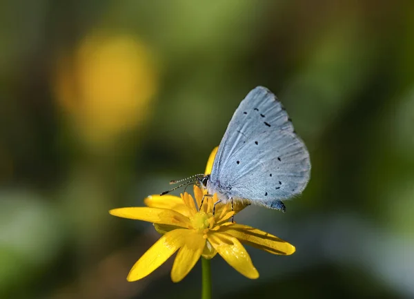 黄色の花にブルーベリー蝶の選択的な焦点ショット — ストック写真