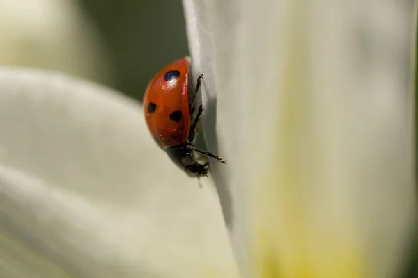 Primer Plano Una Mariquita Sobre Pétalo Narciso Blanco — Foto de Stock