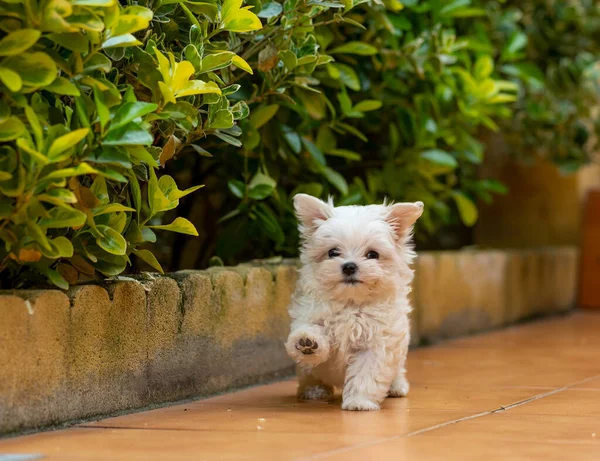 Ein Nahaufnahme Porträt Eines Entzückenden Flauschigen Haushundes Der Hause Läuft — Stockfoto