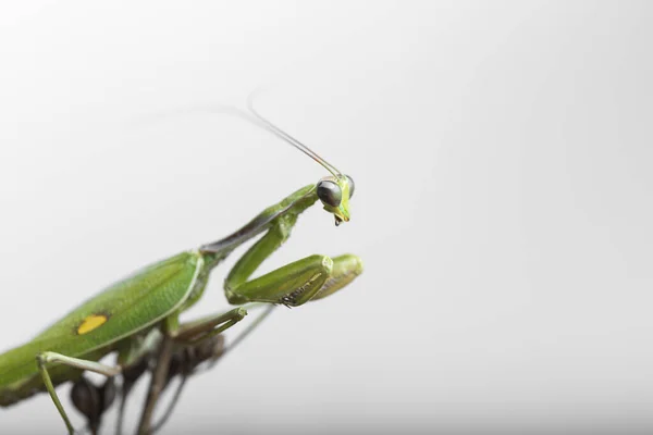 Hmyz Detailní Záběr Zelené Kudlanky Nábožné Profilu Bílém Pozadí Horizontální — Stock fotografie